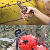 خرید چوب با بالاترین قیمت و هرس اصولی انواع درختان