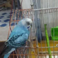 مرغ عشق|پرنده|ایذه, |دیوار