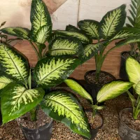 خانه گل و گیاه آنلاین زرند|گل و گیاه طبیعی|زرند, |دیوار