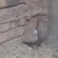 سینه سوسنی ماده پاری