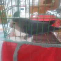 فروش طوطی برزیلی