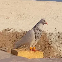 کبوتر جوجه طوقی هفت رنگ