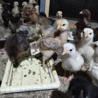 ۱۰۰ جوجه محلی ۲۰ روزه کرچ شو|حیوانات مزرعه|بابل, |دیوار