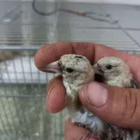 جوجه سهره