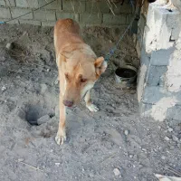 سگ سرابی|سگ|شهر بابک, |دیوار