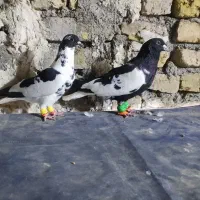 کفتر ابلغ افغانی