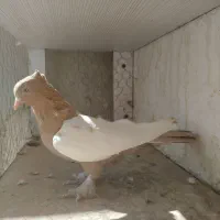 کبوترعطیقه|پرنده|ایرانشهر, |دیوار