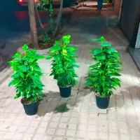 گل سیکاس سایز کوچک