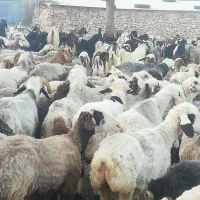 سلام معاوضه تعدادی بزداشتی بازمین اپارتمان