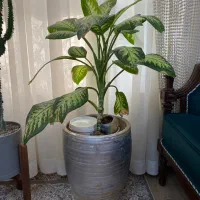 گل دیفن باخیا