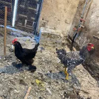 خروس فروشی
