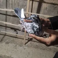 کفتر|پرنده|قرچک, شهرک الحدید|دیوار