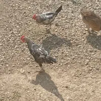 خروس