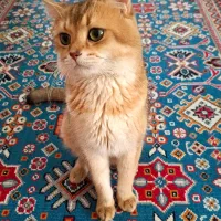 گربه بریتیش گلد|گربه|شیراز, تاچارا|دیوار