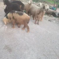 فروش گوسفند