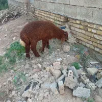 گوسفند نر