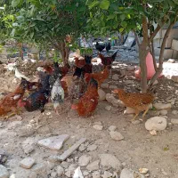 تعداد مرغ محلی فروشی|حیوانات مزرعه|کنار تخته و کمار, |دیوار