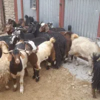بز غاله ماده کشتاری