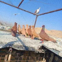 11تا زرد پلاکی|پرنده|شیراز, دلگشا|دیوار