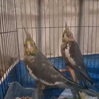 جوجه عروس هلندی،|پرنده|عباسآباد, |دیوار