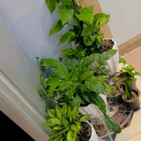 گل های قشنگ و سالم برای فروش|گل و گیاه طبیعی|ایذه, |دیوار