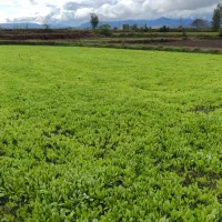 نشا کاهو (سرپیچ)|خدمات باغبانی و درختکاری|امامزاده عبدالله, |دیوار