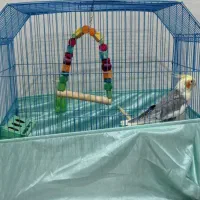 عروس هلندی گمشده