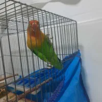 کوتوله برزیلی|پرنده|فریدونشهر, |دیوار