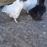 سلام ۲ تا خروس ابریشمی ۱ مرغ تخم گذار