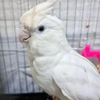 عروس هلندی ماده آلبینو