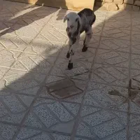 بره شیری بروجردی ماده بز بزغاله نربز قوچ|حیوانات مزرعه|خلیل آباد, |دیوار