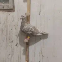 کفتر هفت‌رنگ کرم نر
