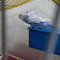 مرغ عشق فر خوش رنگ|پرنده|شهرکرد, |دیوار