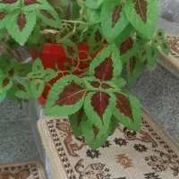 گل های تزئینی برای خانه|گل و گیاه طبیعی|سقز, |دیوار