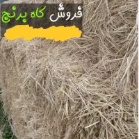 کاه کلوش برنج هاشمی با دست بریدم