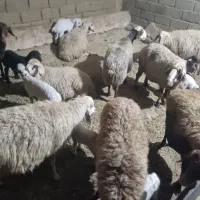 میش و بره