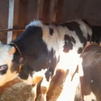 گاو نره|حیوانات مزرعه|دیلمان, |دیوار