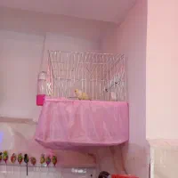 قناری موزائیکی مست