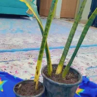 گل سانسوریا|گل و گیاه طبیعی|کوچصفهان, |دیوار