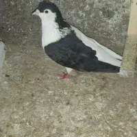 چپ سیاه وسفید|پرنده|نیشابور, دربقاضی|دیوار