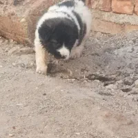 واگذاری توله سرابی|سگ|سلماس, |دیوار