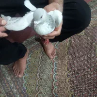 کبوتر شهری|پرنده|شیراز, جوادیه|دیوار