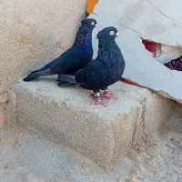 کبوتر سیاه ابادانی