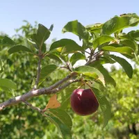 باغ،باانشعابات اسکو|فروش خانه و ویلا|اسکو, |دیوار