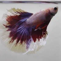 ماهی فایتر هافمون|ماهی|تهران, سهروردی|دیوار