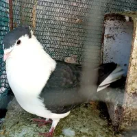 ساده افغانی کاکلی