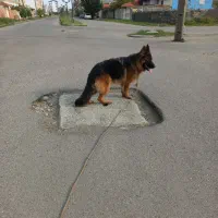 سگ ژرمن|سگ|بندر انزلی, نیمه شعبان|دیوار