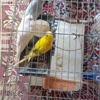 مرغ عشق سه عدد