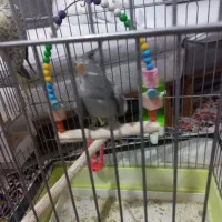 عروس هلندی ۶ماه کاملادستی|پرنده|نسیم‌شهر, |دیوار