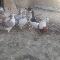 ساده ۷رنگ و رنگی المانی|پرنده|گنبد کاووس, |دیوار